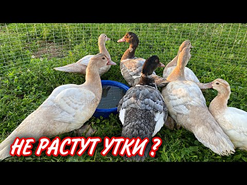 Видео: Как увеличить вес Индоуток / От чего зависит вес Мускусных уток / Чем кормить утят ?