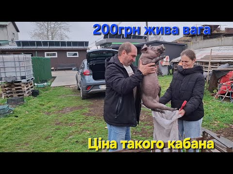 Видео: Впарив Кабанчика підписнику‼️Третій день поросятам‼️Космічні Ціни на поросят