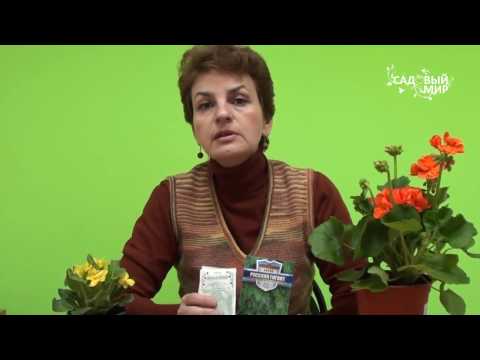 Видео: Как вырастить хороший укроп. Сайт "Садовый мир"