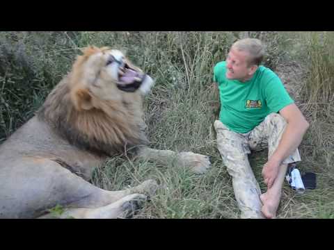 Видео: Сколько в мире осталось ЛЬВОВ и как им живётся ?!