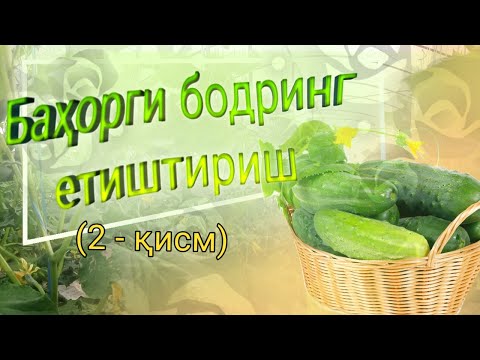 Видео: Баҳорги бодрингни етиштириш (2 - қисм)