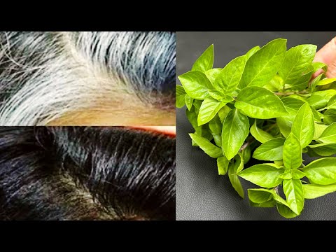 Видео: У моей бабушки волосы начали чернеть, ее волосы такие же красивые, как и в молодости.