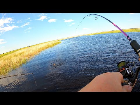 Видео: ВОТ ЭТО ПОДАЧИ! СНАСТЬ НА ПРЕДЕЛЕ! ФРИКЦИОН ТРЕЩИТ! ОНИ ПРУТ НЕ ХУЖЕ САЗАНА. МАТЕРЫЕ ЯЗЩИ НА БЛЕСНУ