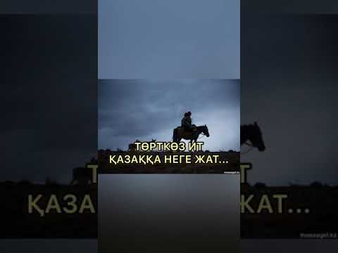 Видео: Төрткөз ит қазаққа неге жат