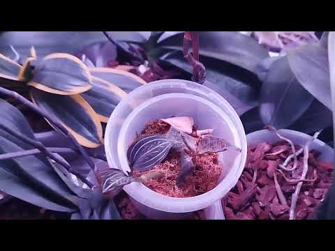 Видео: Цветение орхидей. Середина августа 2025 #обзорорхидей #orchid #volgograd #цветущиеорхидеи #илюшина
