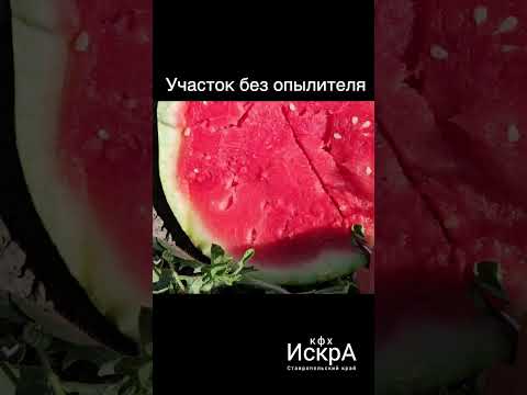 Видео: Сравниваем как растет триплоидный (бессменный) арбуз с опылителем и без него.