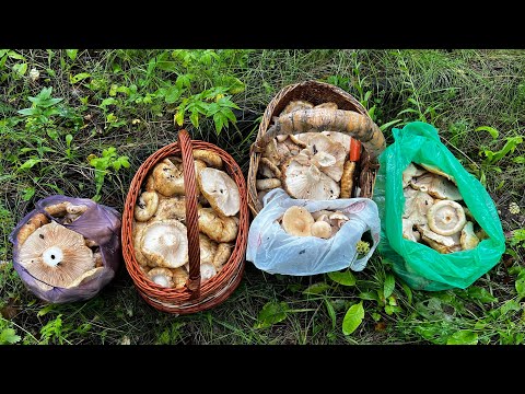 Видео: ГРУЗДИ ПРУТ ВАЛОМ ПОД КАЖДЫМ ДЕРЕВОМ ! ГРУЗДЁВОЕ СЧАСТЬЕ ! ГРИБРИКА ПОРАЗИЛ НЕРВНЫЙ ТИК !