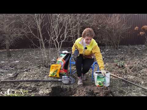 Видео: Как сажать смородину? Что положить в лунку?