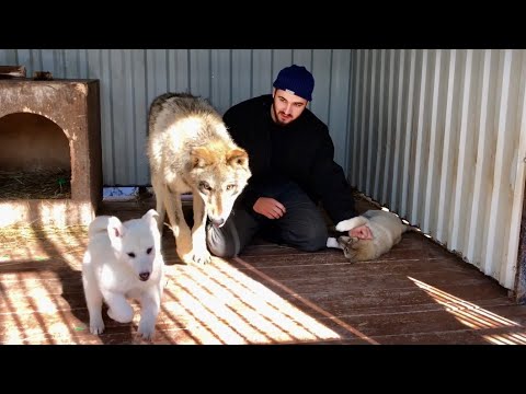 Видео: Волк принял малышей породы Волэнд. Пополнение в Северном парке Волков.