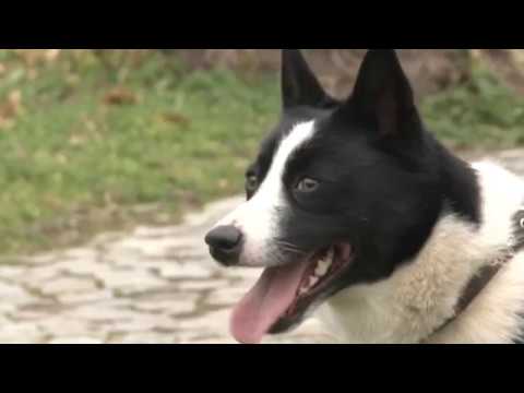 Видео: За кинологията с д-р Кънев: Карелско мечо куче – дръзко и силно, автор Светла Стефанова