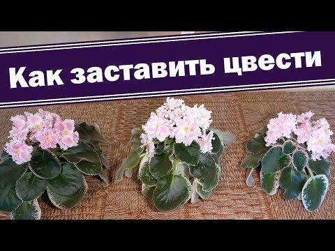 Видео: Как заставить цвести фиалку ко времени? Секреты, мифы!