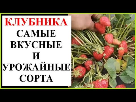 Видео: Самые лучшие сорта клубники