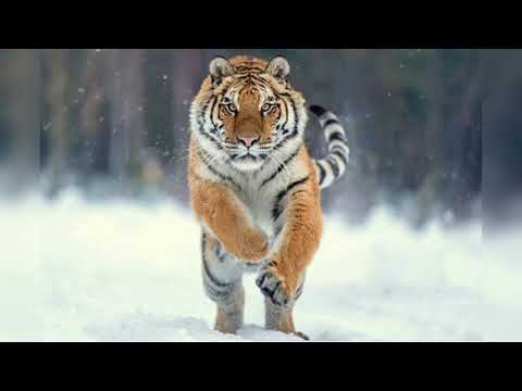 Видео: Сыр бойындағы соңғы ЖОЛБАРЫС!!!