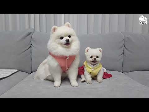 Видео: Я сделала суп с говяжьими ребрышками для моих собак