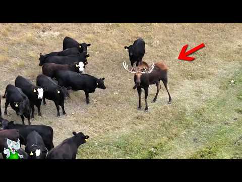 Видео: Безумные Случаи с Животными, Случайно Снятые на Камеру