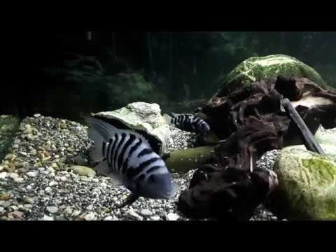 Видео: чернополосые цихлазомы краткий обзор