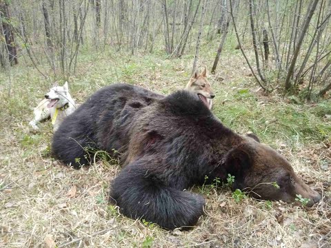 Видео: Охота и ДОБЫЧА МЕДВЕДЯ с молодыми ЛАЙКАМИ
