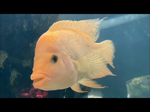 Видео: Аквариум в Анталии. Самое красивое видео. Ледяная комната, музей восковых фигур.