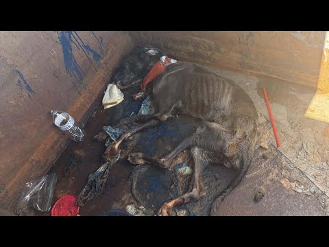 Видео: Ее хрупкое тело лежало среди мусора, но дух Ферн отказывался сдаваться — теперь она навсегда заветна