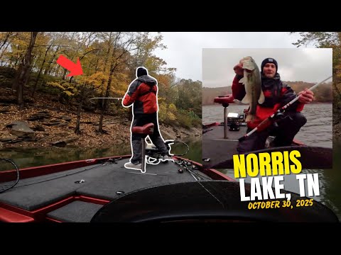 Видео: Ловля окуня на озере Норрис 30 октября 2025 г.