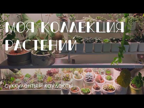 Видео: Обзор моей коллекции. 1 часть: суккуленты, каудексы и другие растения на кухне.