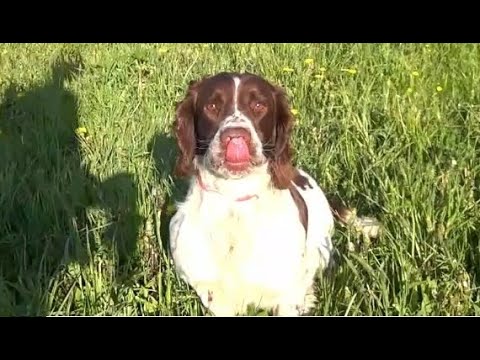 Видео: АСС Вени, натаска 2024