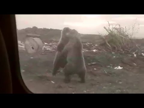 Видео: Неожиданная встреча с медведем! Что может произойти! Attacked by a bear