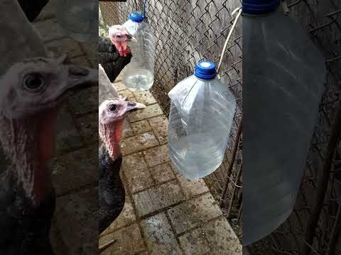 Видео: Глистогонное индюкам, Тетрамизол