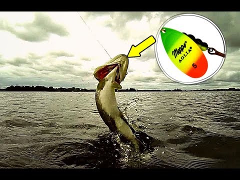 Видео: Как ловить щуку на вертушку? Техника проводки вертушки!  Виды вертушек