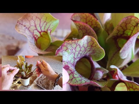 Видео: Пересадка Саррацении