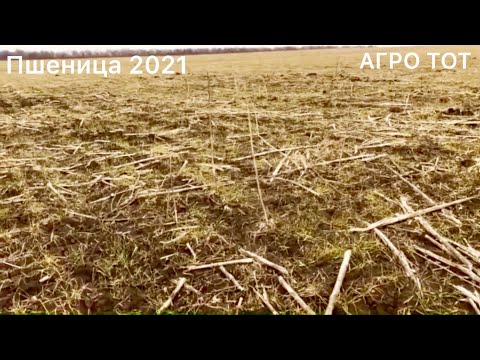 Видео: Канадская пшеница двуручка обзор после мороза АГРО ТОТ