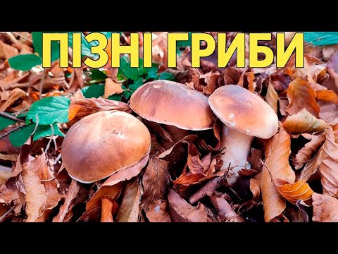 Видео: Що я знайшов у лісі сьогодні?Пізні білі гриби у жовтні!