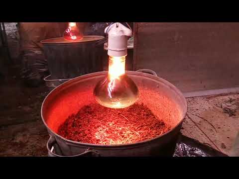 Видео: Простой способ избавиться от гринды, падуры и клеща.