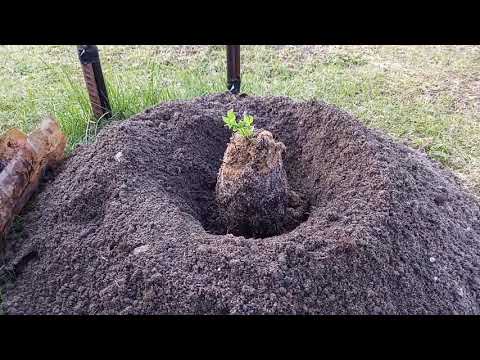 Видео: Как правильно посадить, а не похоронить клематис?