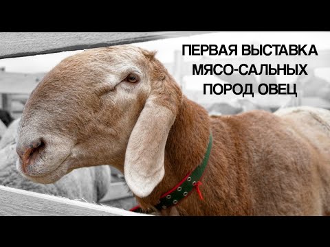 Видео: Первая выставка мясо-сальных пород овец в северном Казахстане