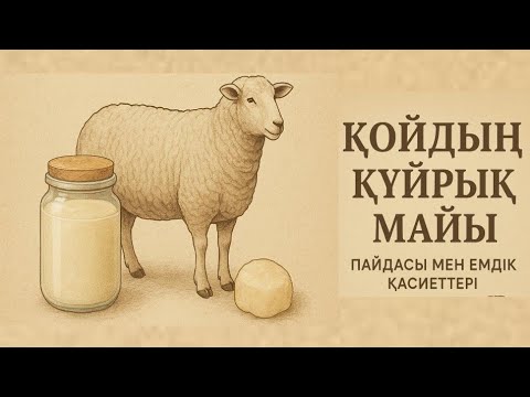 Видео: Қойдың құйрық майы. Пайдасы мен емдік қасиеттері. | @ҒылымиЖобалар 