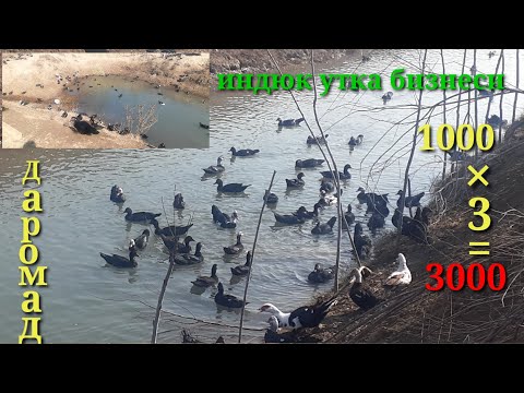 Видео: ИНДЮК УТКА ,УРДАК БОКИШ БИЗНЕСИ,ЯХШИ ДАРОМАД ОЛИШ.