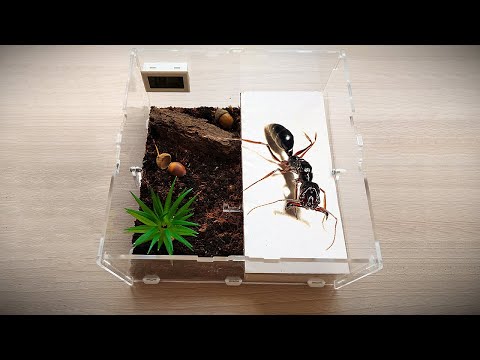 Видео: Понерины со смертельной хваткой. Odontomachus monticola: заселение, кормление и уход