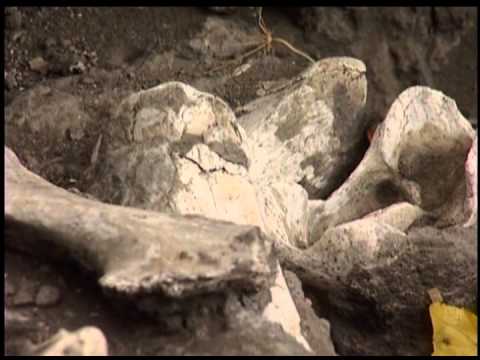 Видео: Первый человек был родом из Грузии