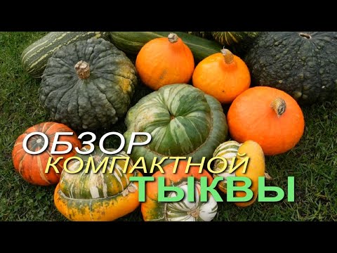 Видео: Обзор сортов КОМПАКТНОЙ и УРОЖАЙНОЙ ТЫКВЫ! Советы от ЗЕЛЕНОГО ОГОРОДА!