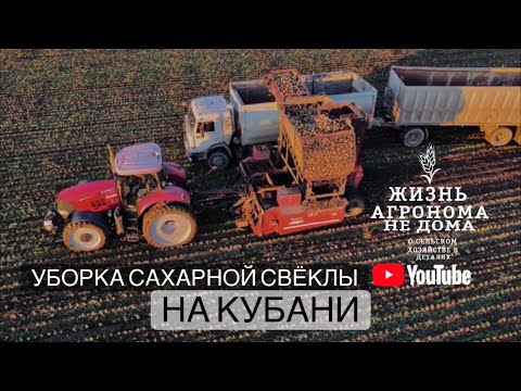 Видео: Уборка сахарной свёклы на Кубани!