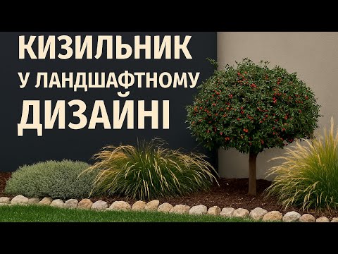 Видео: Кизильник у ландшафтному дизайні: універсальна краса для саду і міських квітників