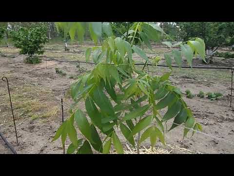Видео: Орех пекан.Первое цветение молодого трехлетнего саженца.Северные сорта ореха пекан.