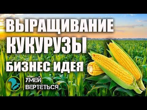 Видео: Выращивание кукурузы. Бизнес идея