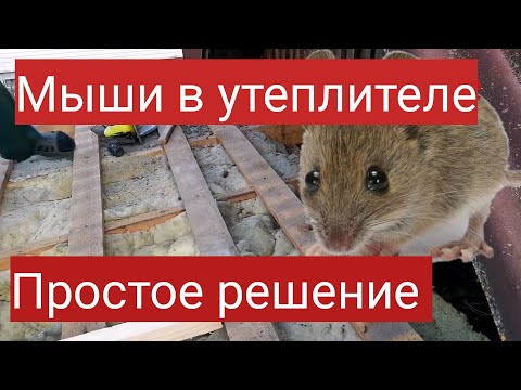 Видео: Мыши в утеплителе! Защита утеплителя от мышей! Мастер до всех дел