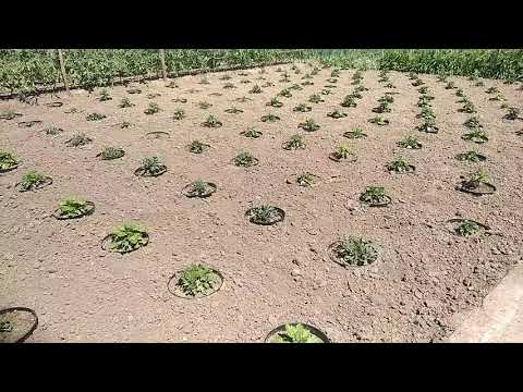 Видео: Хризантема мультифлора -Выращивание в горшках