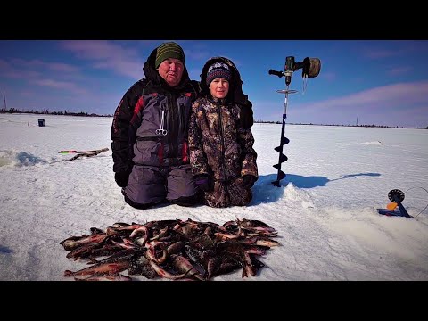 Видео: НАЧИНАЕТСЯ ВЕСЕННЯЯ РЫБАЛКА НА ЯМАЛЕ, ЛЁД КРЕПКИЙ, А ОКУНЬ ЧЁРНЫЙ, ПОЧТИ КОПЧЁНЫЙ), ЗАТО БОЙКИЙ!