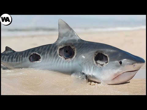 Видео: Только Одно из Самых Опасных Животных Может Сделать Это