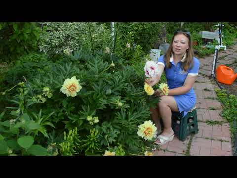 Видео: Ито пионы: преимущества, сорта, посадка и уход