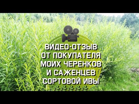 Видео: Видео отзыв от покупателя моих черенков и саженцев сортовой ивы для плетения. Купить черенки ивы.